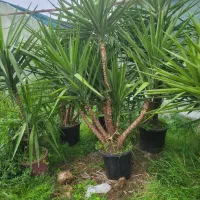 درختچه یوکا چند سر با ارتفاع بالا