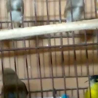 پرنده سهره|پرنده|قم, نخودی|دیوار