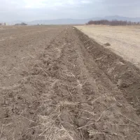 اجاره زمین کشاورزی