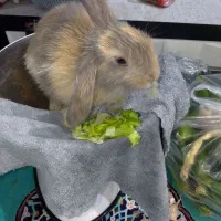 خرگوش گوش گوش بلند|موش و خرگوش|تهران, سبلان (لشگر)|دیوار