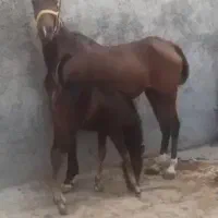 مادیان عرب آرام و اصیل|اسب و تجهیزات اسبسواری|فولادشهر, A1|دیوار