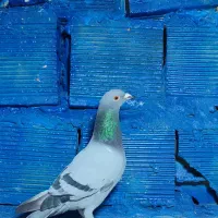 کفتر پرشی و پلاکی گرفتنی بلندی|پرنده|قم, انصار‌الحسین|دیوار