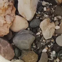 شن وسنگ اکواریوم|ماهی|ملایر, |دیوار