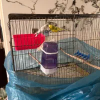 مرغ عشق جفت با قفس