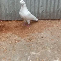 کبوتر ماده تیر ماهی نر جوزی مهری|پرنده|رشت, آب و برق|دیوار