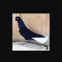 دم سفید سیاه