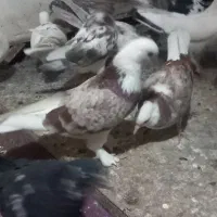 کفتر|پرنده|قم, علی آباد سعدگان|دیوار