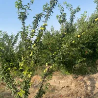 باغچه دنج زیبا روستای خوش اب وهوا زواریان|فروش زمین و ملک کلنگی|قم, بکایی|دیوار