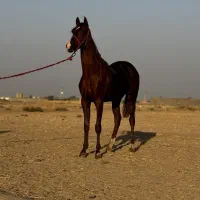 اسب نریان عرب کورسی و زیبایی|اسب و تجهیزات اسبسواری|گناباد, |دیوار