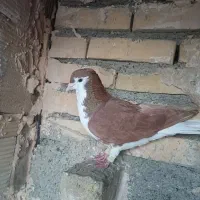 کبوتر|پرنده|مشهد, کلاته برفی|دیوار