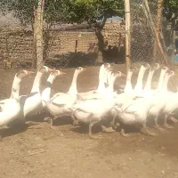 ۱۵ عدد غاز نر وماده