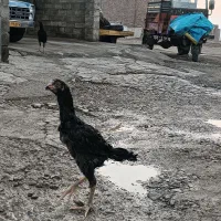 لاری جوجه خروس|حیوانات مزرعه|بوکان, |دیوار