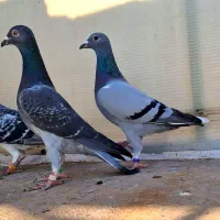 سید جوجه آلمانی سبز پولکی پرشی سوسکی صید چاپی پولک|پرنده|مشهد, پورسینا|دیوار