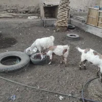 السلام علیکم ،چهارتاگوسفندسه بز ویک تروشت|حیوانات مزرعه|سراوان, |دیوار