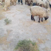 15 راس میش داشتی|حیوانات مزرعه|جره و بالاده, |دیوار