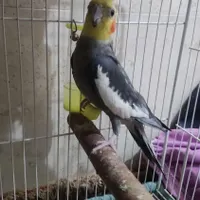 عروس هلندی یک جفت