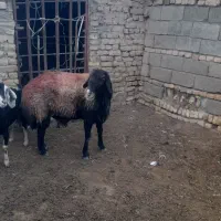 حیوانات مزرعه