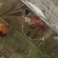 اکواریوم فایتر۳عددگوش فیلی وفایتر پلاکت نر معاوضه