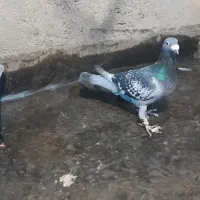 پولی نر پر قیچی