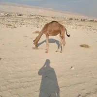 فروش کره شتر ۸ماهه شهر ارد گراش