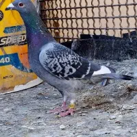 کفتر مسافتی پلاکی کفتر اردن کفتر چاپی پولکی|پرنده|مشهد, انصار|دیوار