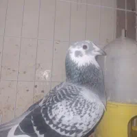 کبوتر گمشده