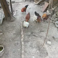 مرغ و خروس محلی