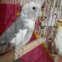 عروس هلندی نر