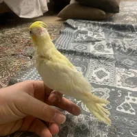 عروس هلندی لوتینو سرلاکی|پرنده|اسلام‌شهر, شهرک سعیدیه|دیوار