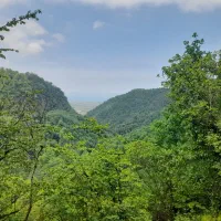 کاه دیم و شبدر