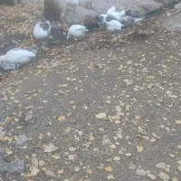 گاز محلی|حیوانات مزرعه|قیدار, |دیوار