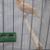 بزرگترین مجموعه پرندگان آوازخوان همه مست