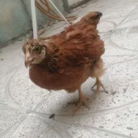 جوجه مرغ