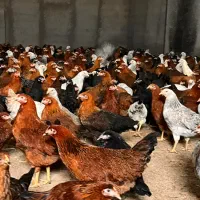 فروش مرغ بومی ۴ماهه گلپایگانی (تخمگذار)|حیوانات مزرعه|تهران, صادقیه|دیوار