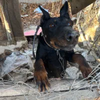 سگ دوبرمن اصیل