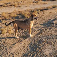 سگ سرابی|سگ|شیروان (خراسان), |دیوار