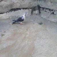 کبوتر|پرنده|کوار, |دیوار