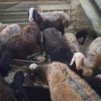 میش بره دار|حیوانات مزرعه|قزوین, |دیوار