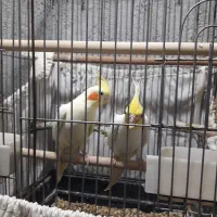 فروش عروس مولد به شرط مولد لیتینو|پرنده|بندر ماهشهر, |دیوار