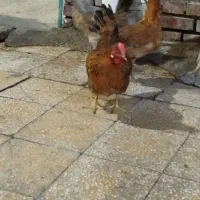 مرغ