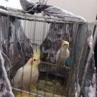 دوتا عروس هلندی نر و ماده