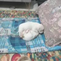 واگذاری توله پاکوتاه نژاد دارمعاوضه باپرنده|سگ|مشهد, کشف|دیوار