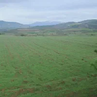 یک قطعه زمین زاراعی|فروش دفتر صنعتی، کشاورزی، تجاری|دیلمان, |دیوار