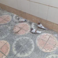 پیازی هفرنگ