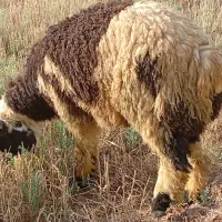 چند عدد بره نر چاق به فروش می رسد