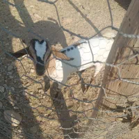 کهره به فروش می رسد|حیوانات مزرعه|مهران (هرمزگان), |دیوار