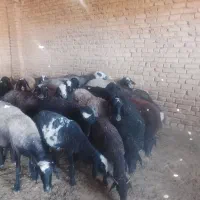 گوسفند داشتی