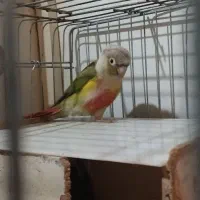 ۱جفت گرینچیگ|پرنده|قرچک, پویینک|دیوار