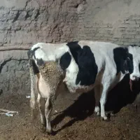 خریدوفروش انواع گاو افتادو سالم