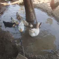۶عدد اردک ۱عدد غاز ۱۰ عدد خروس ۲عدد کاکلی